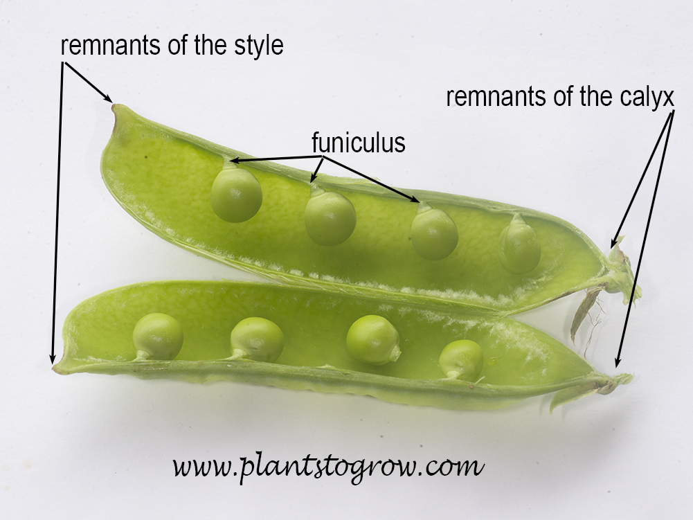 pea-pod-plants-to-grow-plants-database-by-paul-s-drobot